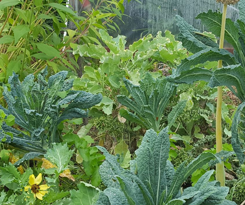 Kale, onions, and flowers growing in a densely planted garden bed.