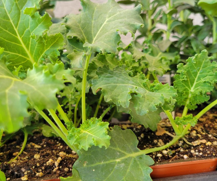 Green broad leaf kale seedling in a growing tray.