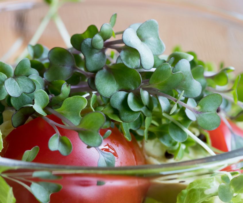 Green microgreens on top of a tomato in a mixed salad.