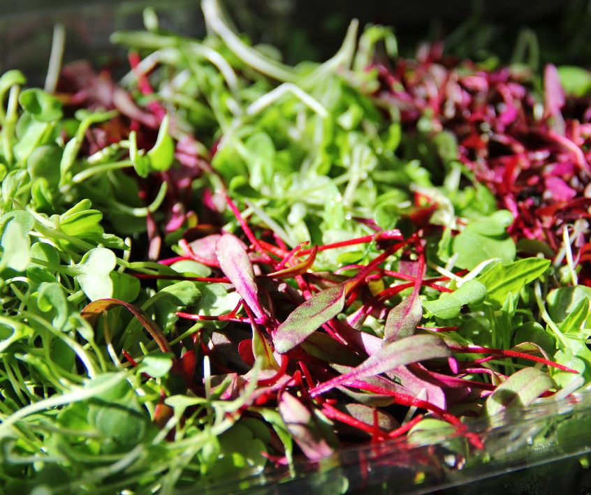 A mix of red broccoli and red beet microgreens on a tray.