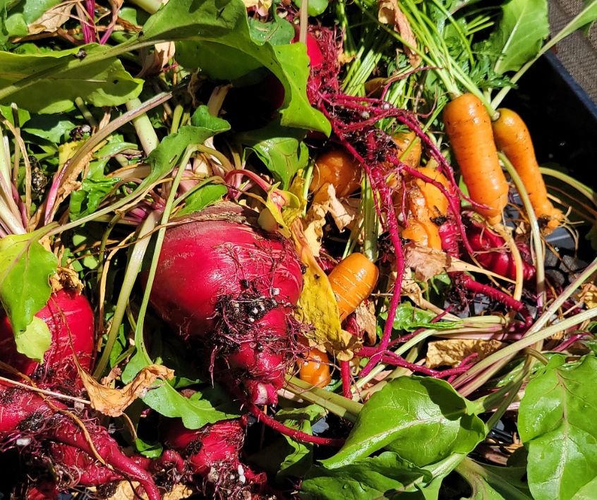 Recently harvested carrots and beets.