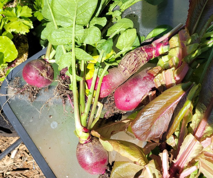 Freshly harvested radishes and lettuce on an outdoor table.
