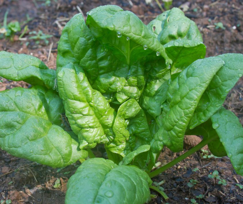 Green healthy spinach plant growing in a garden.