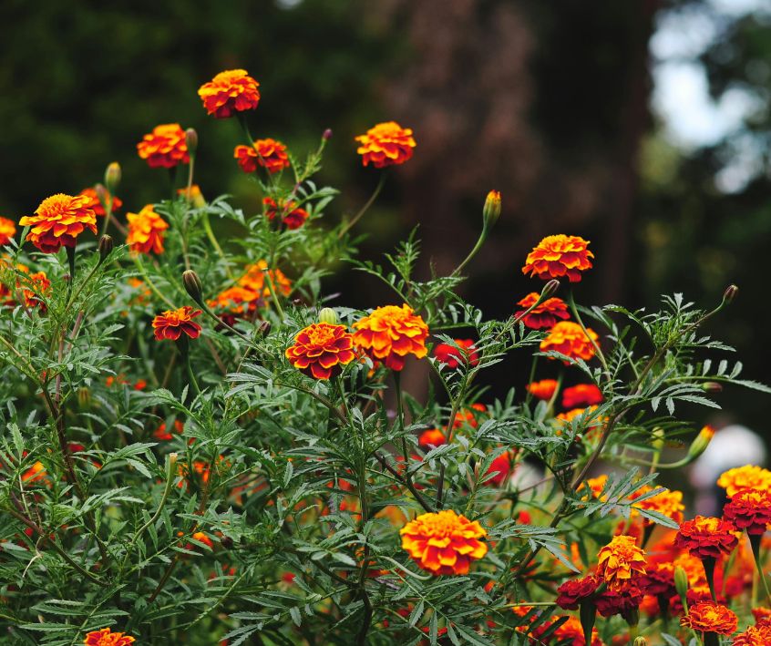A large stand of bright orange marigolds in a garden.