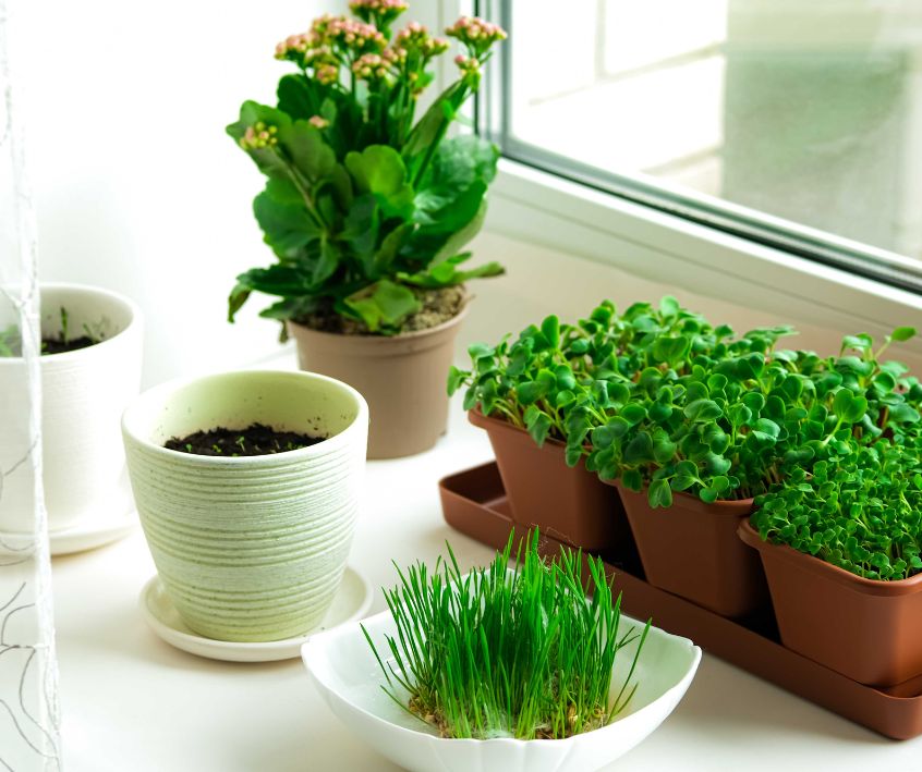 Microgreens growing in multiple small terracotta and white pots on a windowsill.