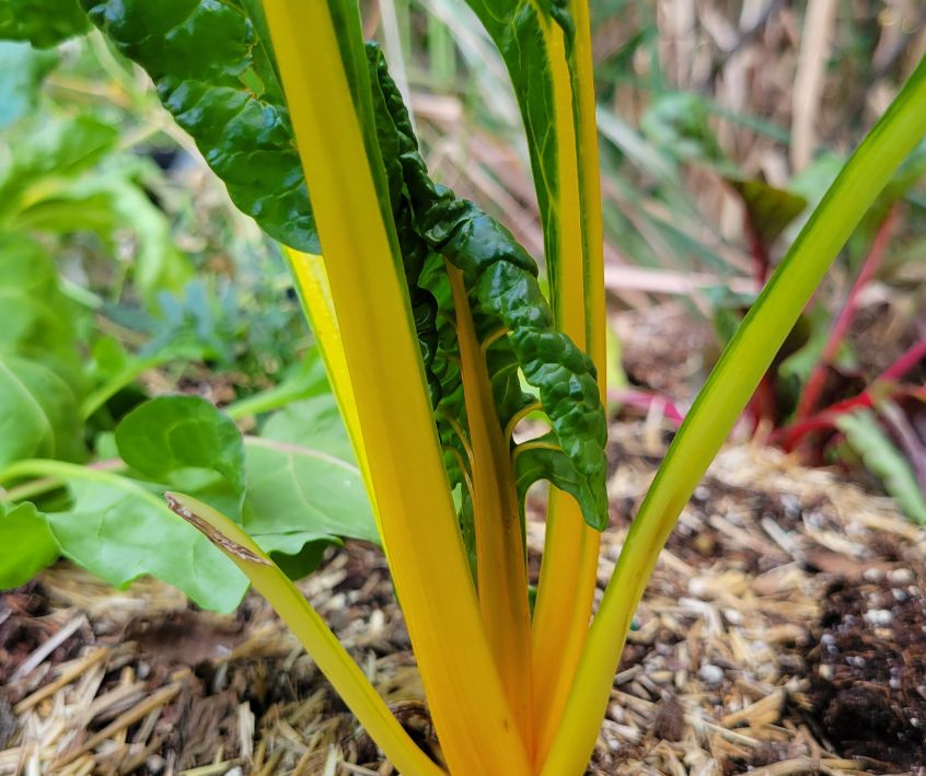 Yellow chard plant growing in a garden.