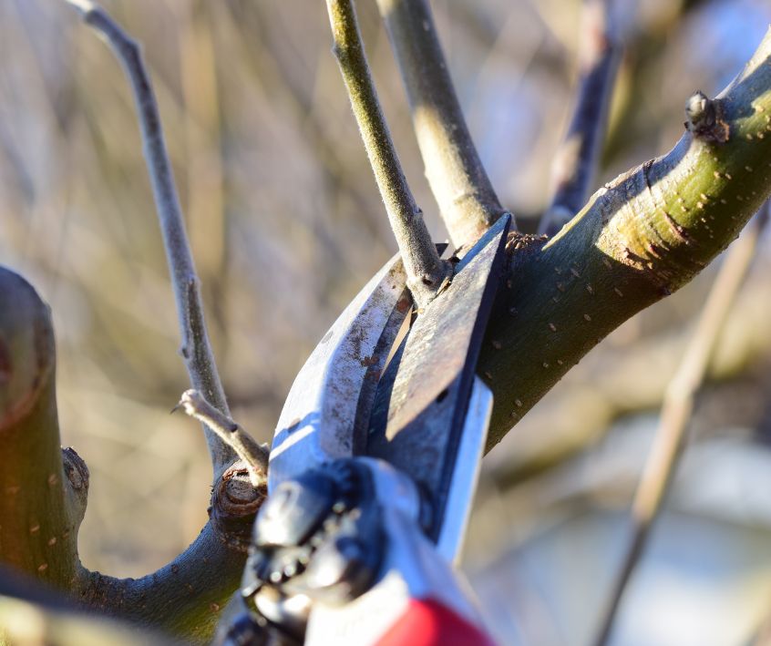 A gardener using lopper to prune a small tree.