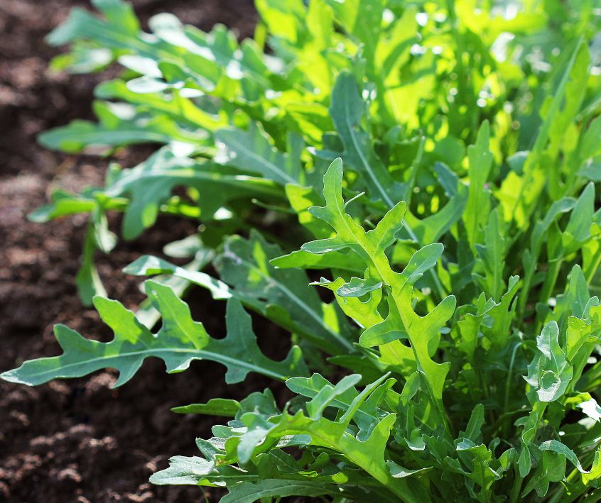 A row of Arugula Plants Growing in a Vegetable Garden