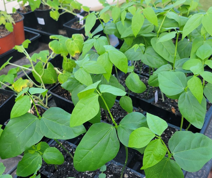 A couple of garden trays of bean and squash seedlings ready for the garden.