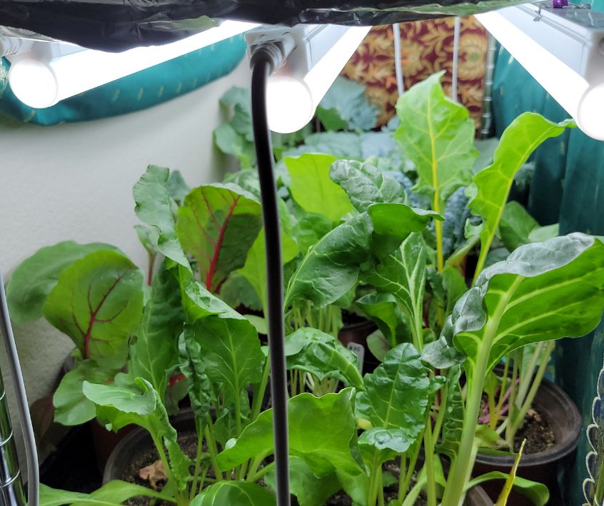 Large green leaf chard plants growing inside under lights.