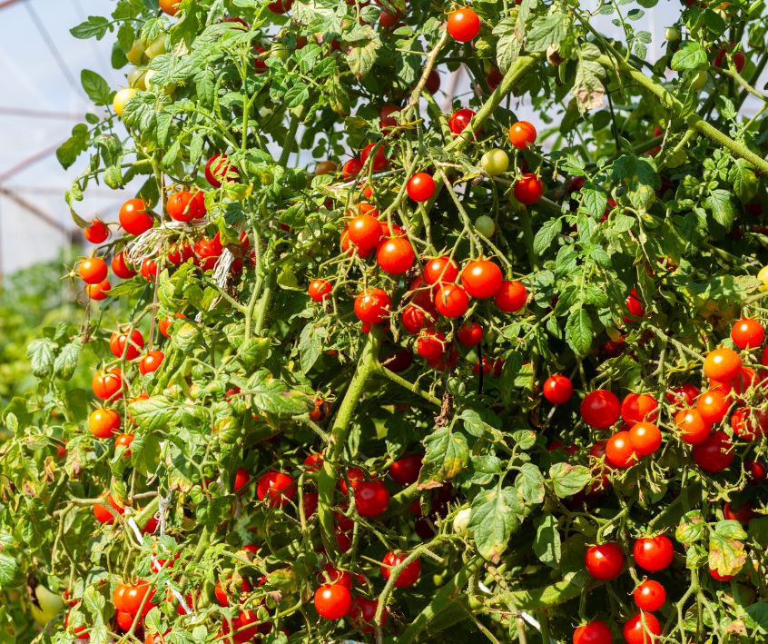 Large cherry tomato plants covered in red fruit growing in a greenhouse.