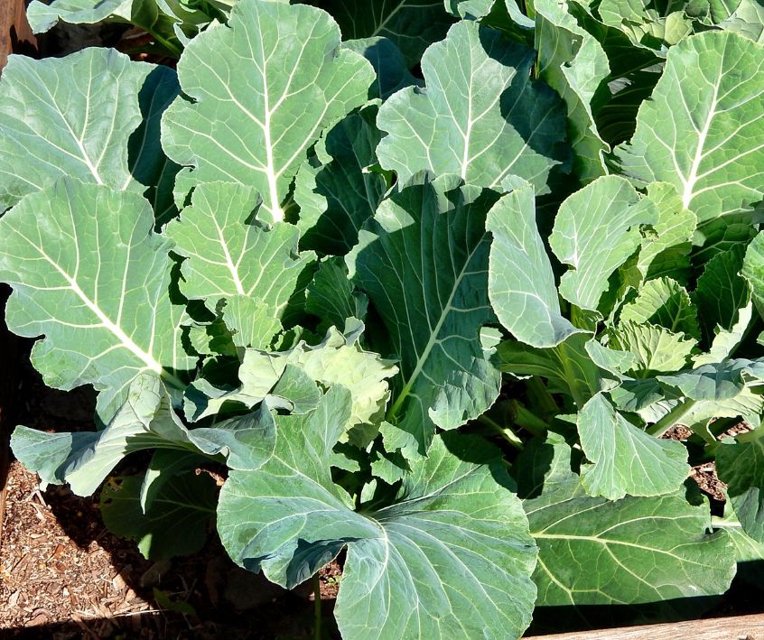 Collard greens growing in a raised bed garden.
