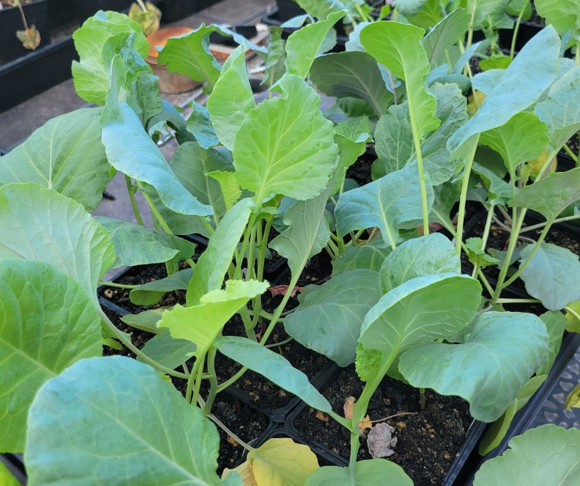 Bright green healthy collard green seedlings hardening off on a patio table.