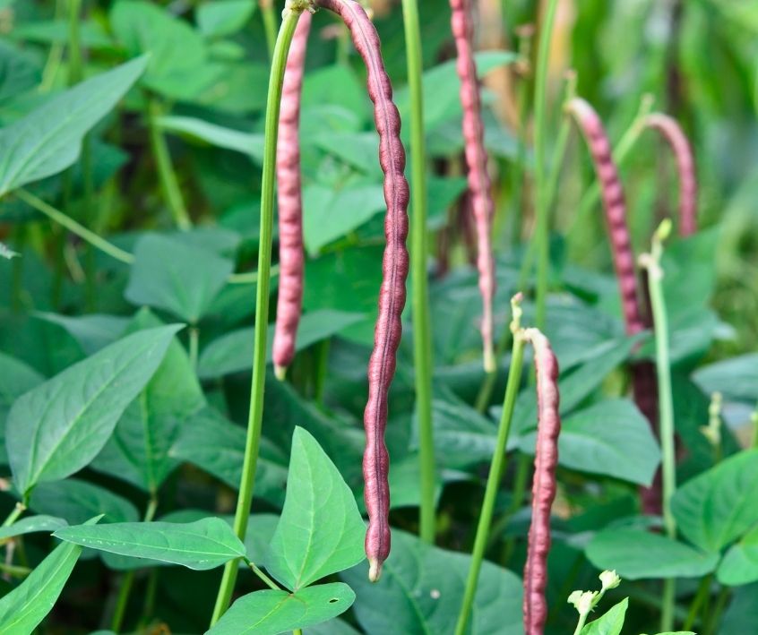 Healthy cowpea plants in a garden.