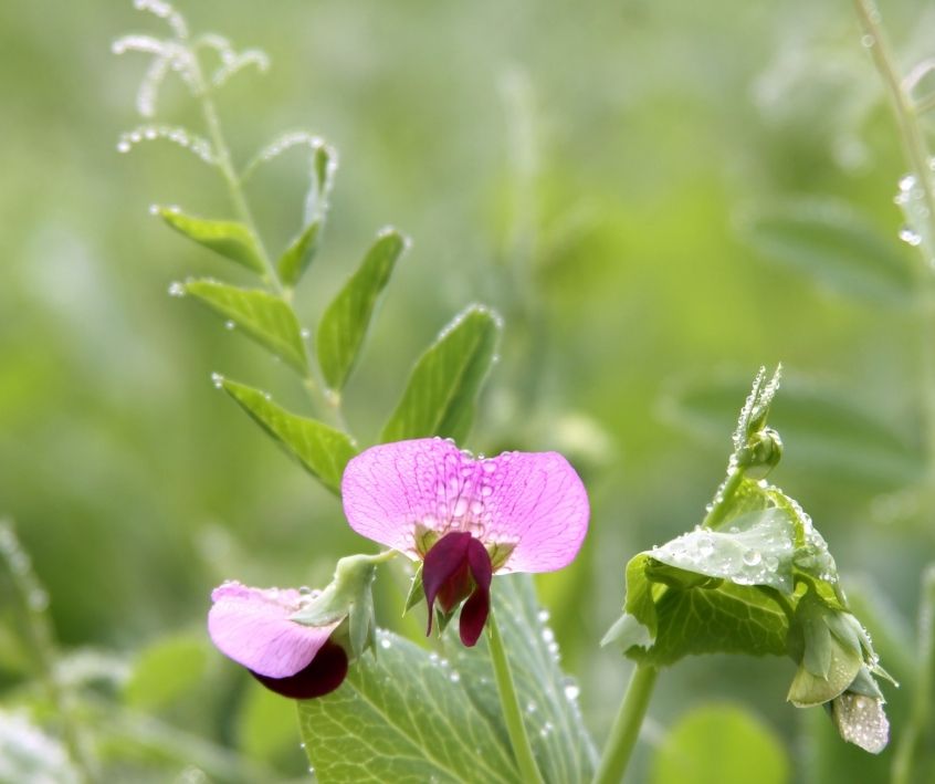 Pink and violet pea flowers next to the green leaves of the plant.