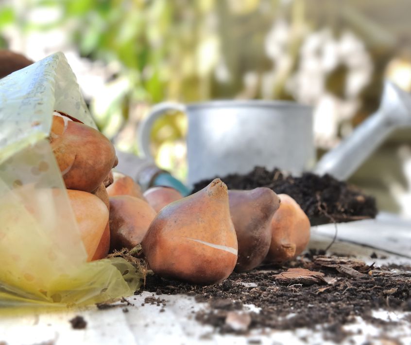 Flower bulbs and a watering can on a table ready for fall planting.