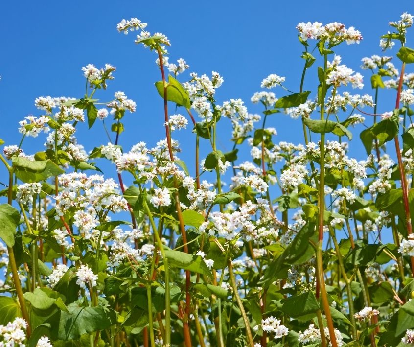 White flowers of buckwheat growing in a garden patch.