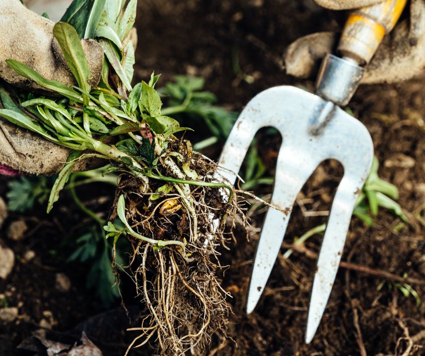 A gardener using a garden fork to help pull weeds in a garden.