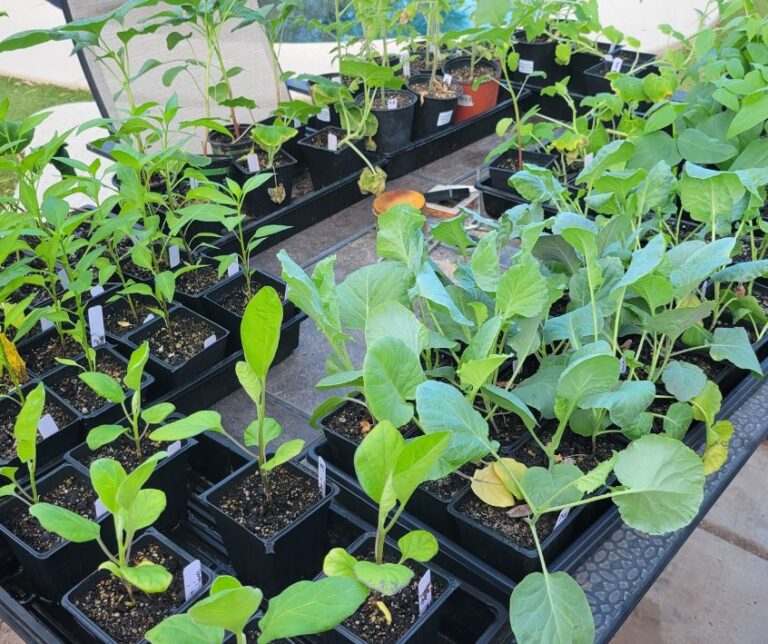 A patio table covered with multiple trays of healthy green vegetable seedlings.