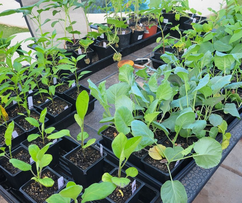 A patio table covered with multiple trays of healthy green vegetable seedlings.