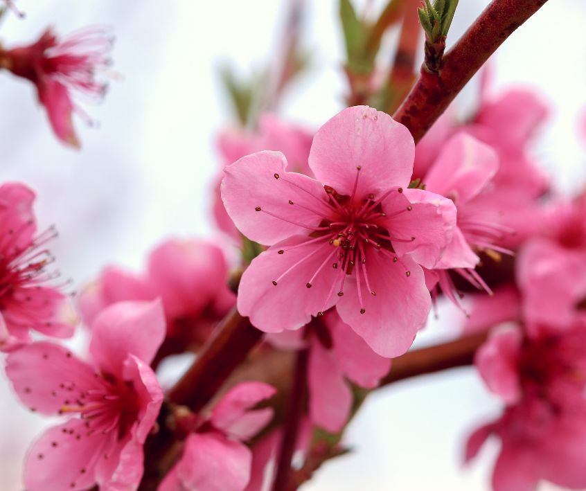 Pink peach tree blossoms.