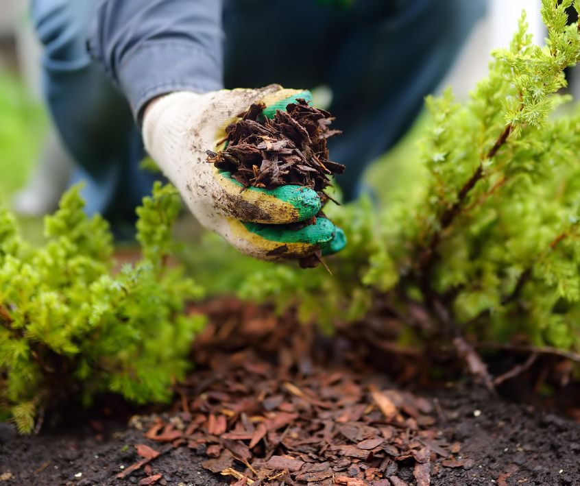 A gardener adding a handful of mulch under a plant in a garden.