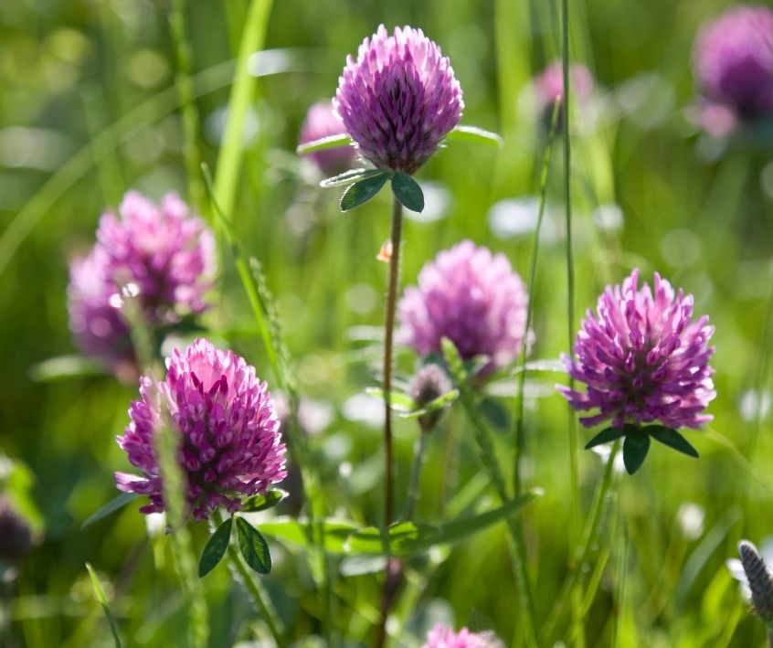 A green clover bed putting up purple flowers.