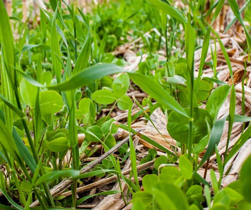 Green winter rye and clover plants in a garden.