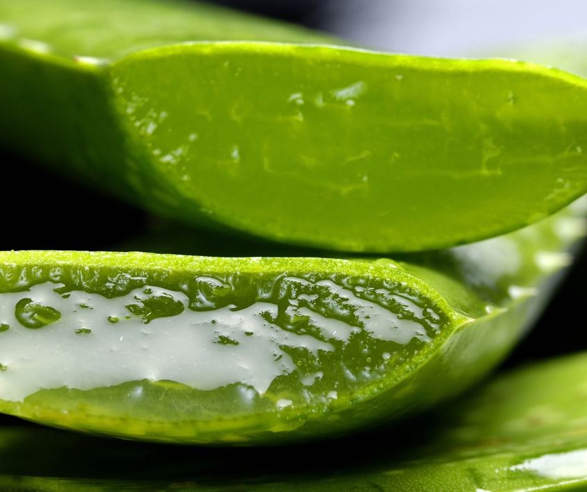 Two green fresh cut aloe verde leaves.